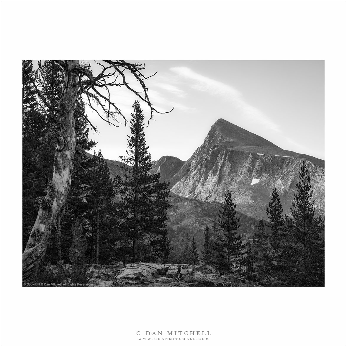 Trees and Peak