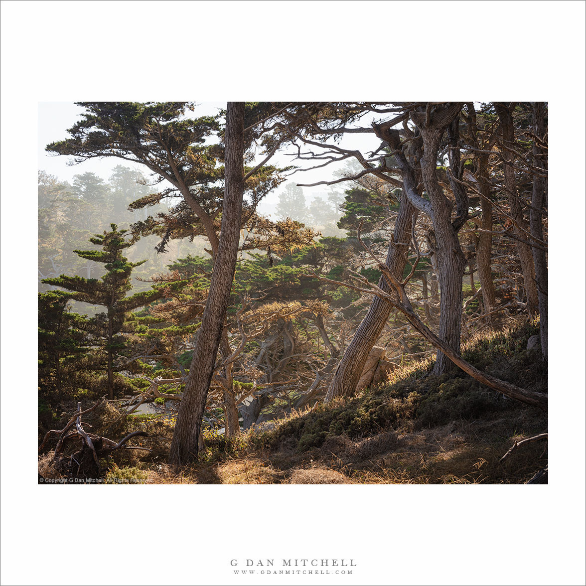 Monterey Cypress Forest