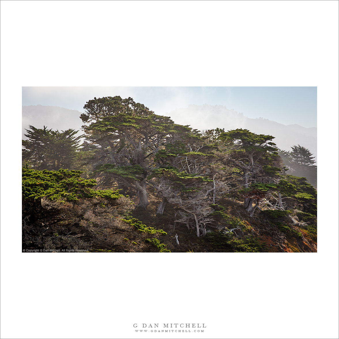 Shoreline Trees, Clearing Fog
