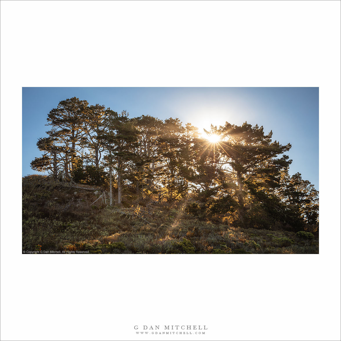 Trees and Rising Sun