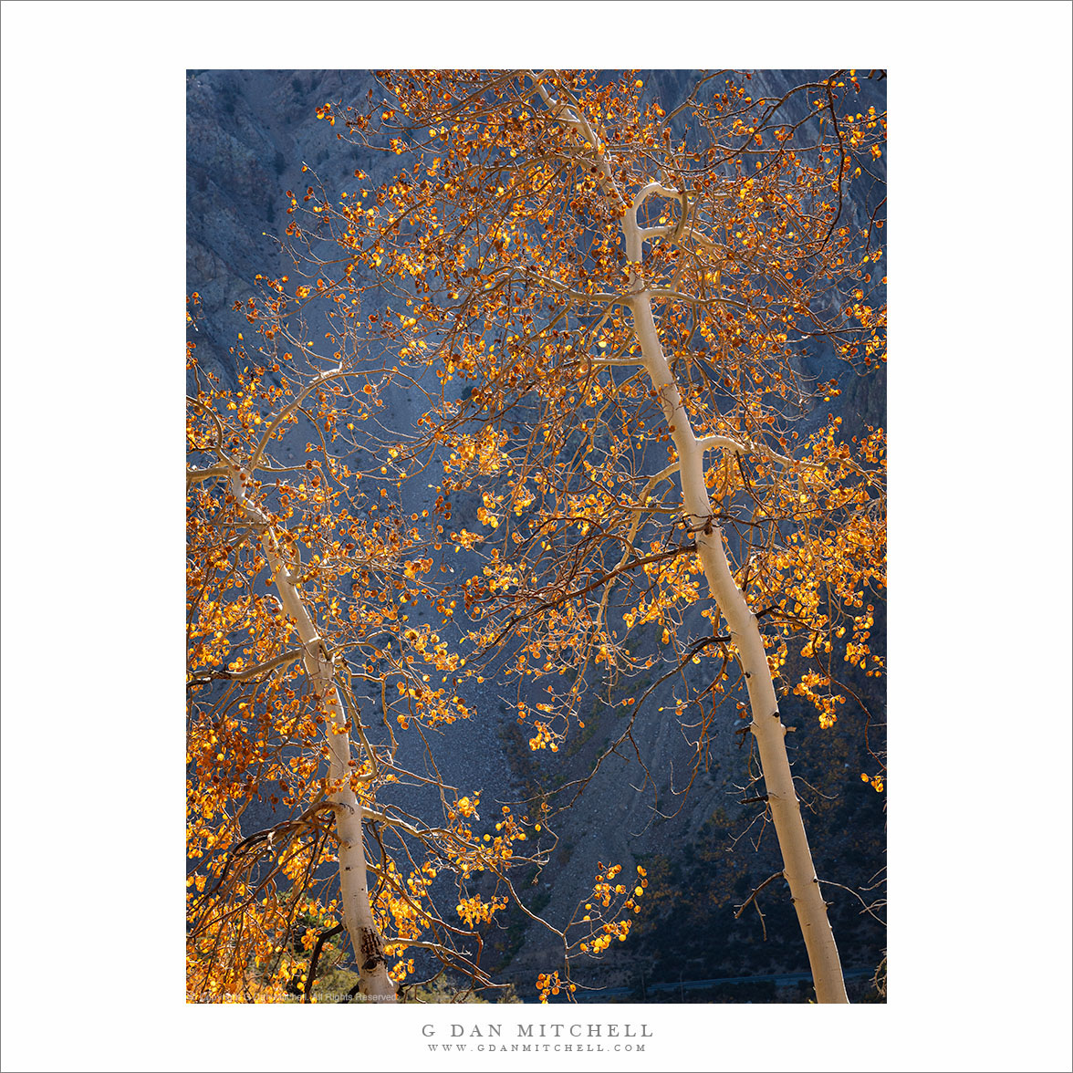 Autumn Aspen Leaves