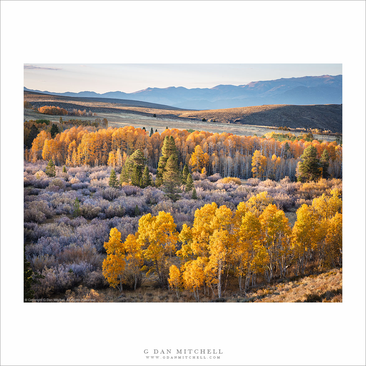 Aspens and Distant Mountains