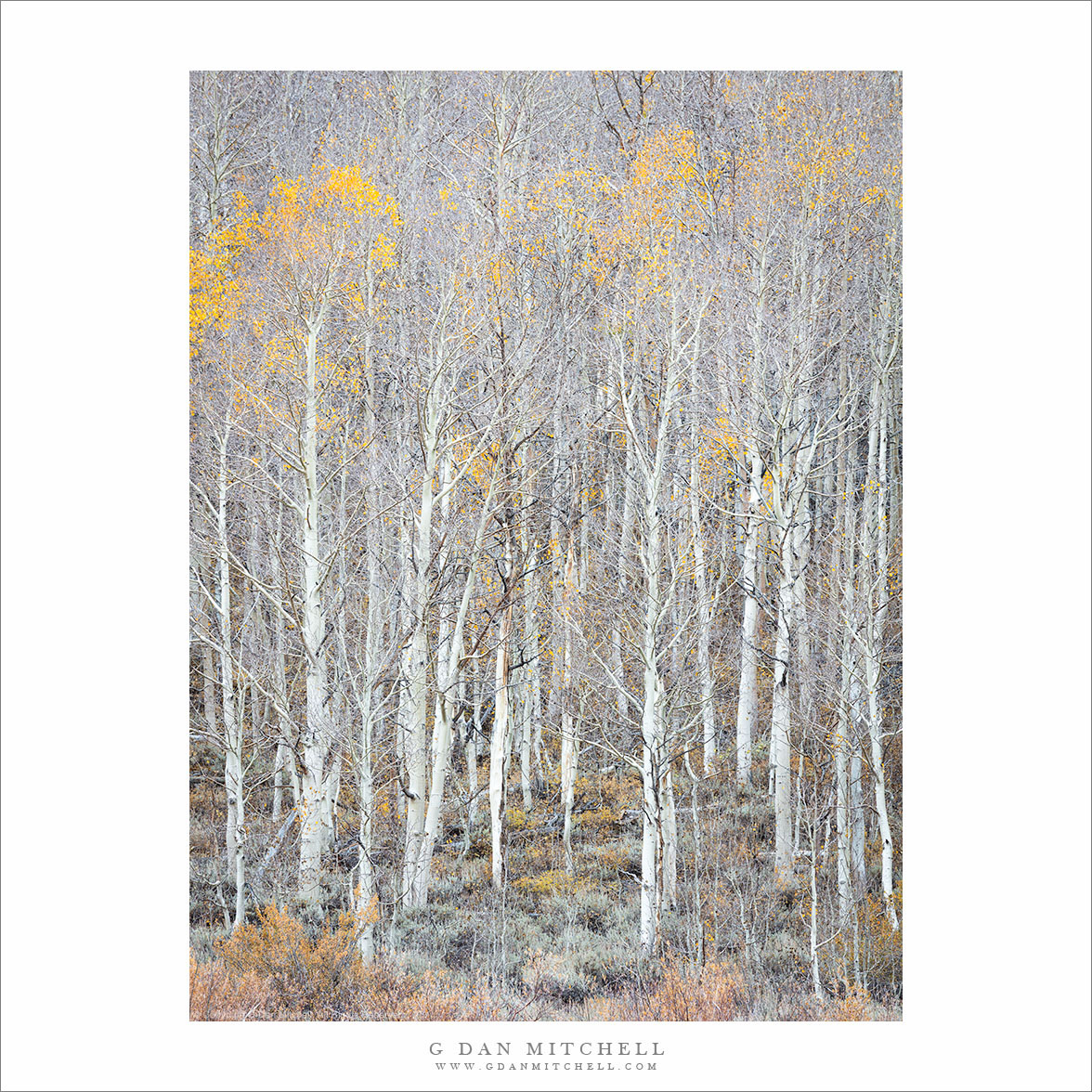 Aspen Thicket