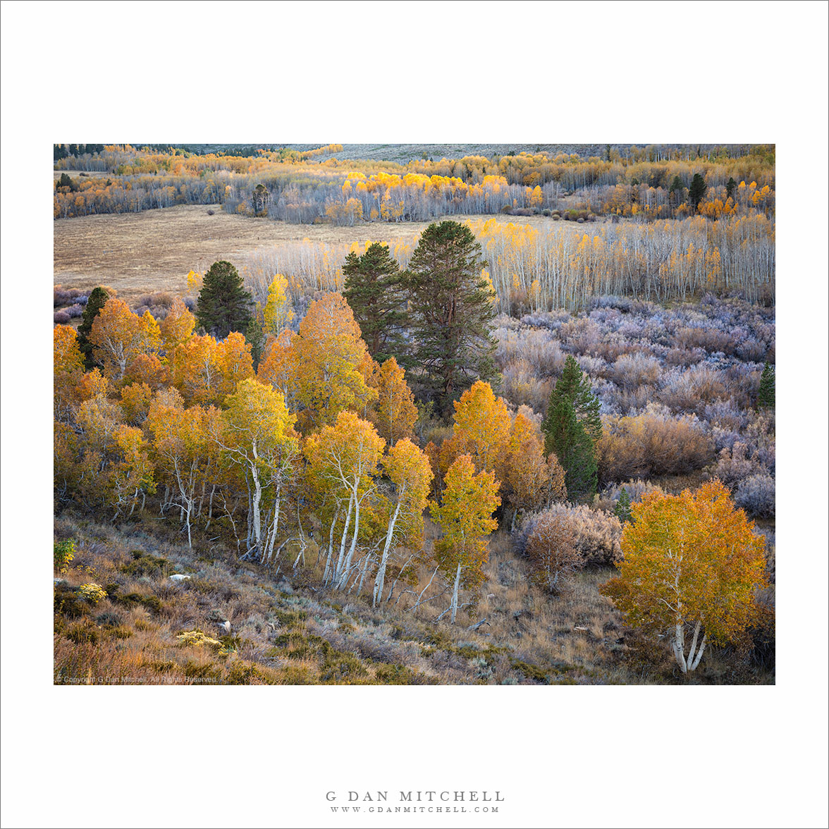 Evening Aspens