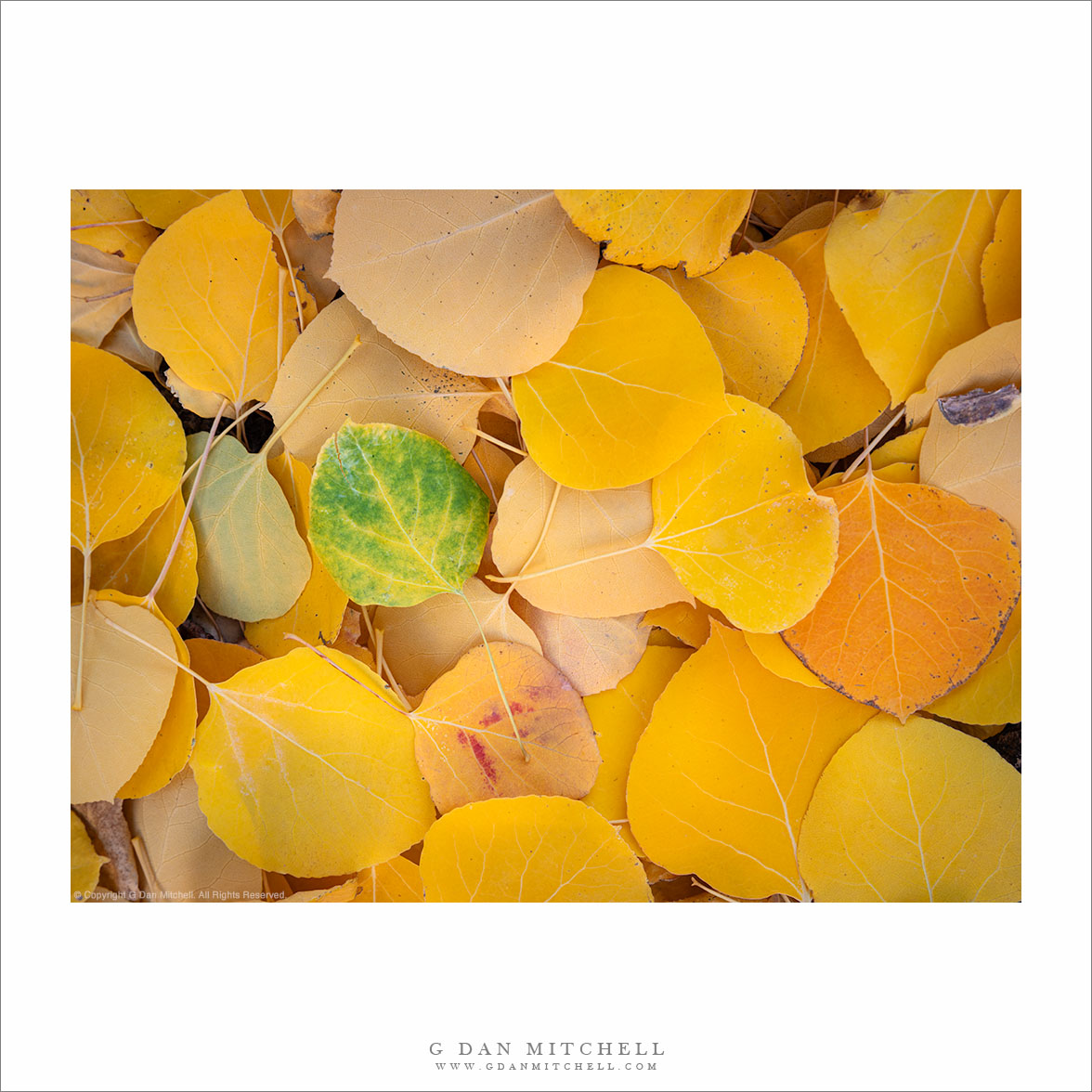 Fallen Leaves