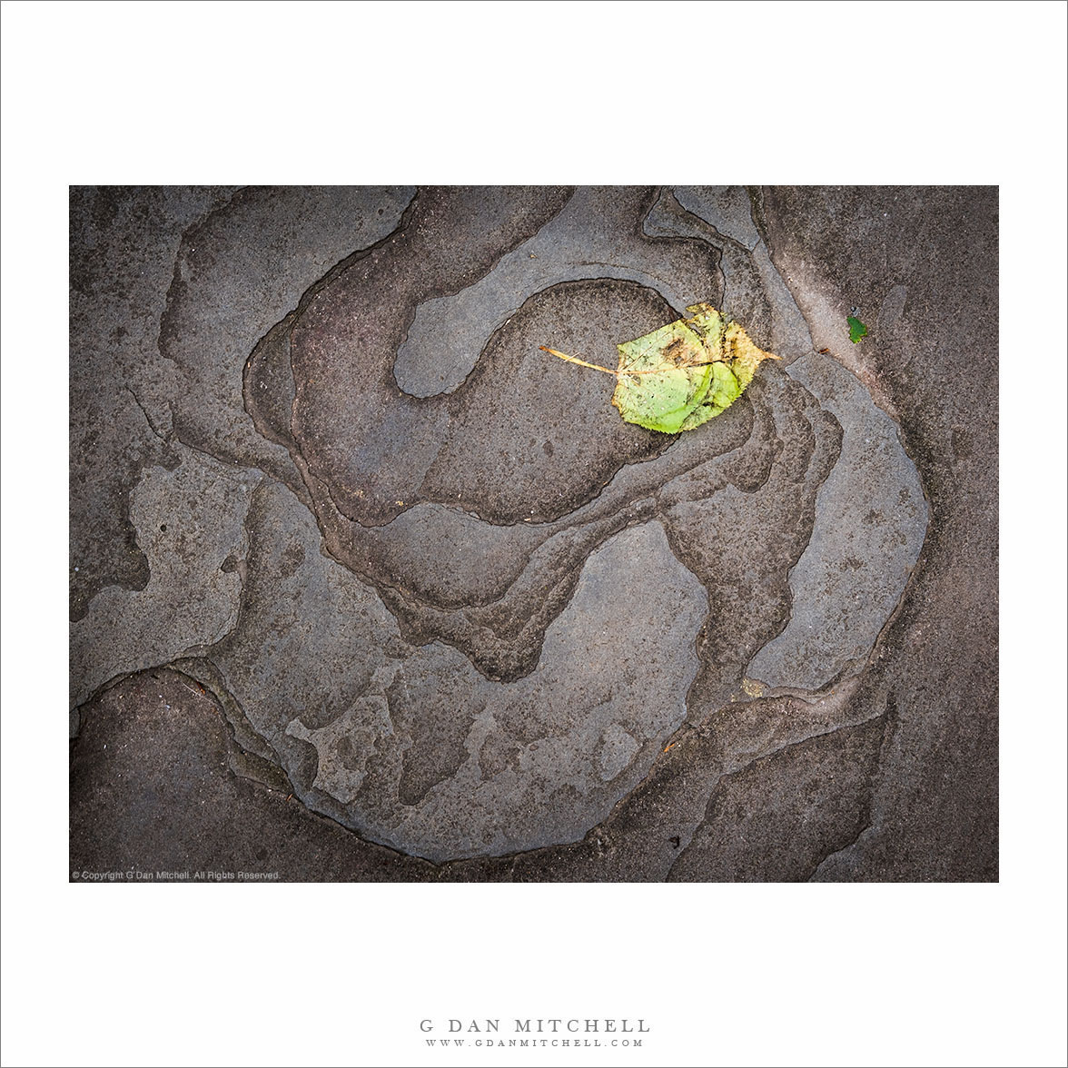 A Fallen Leaf