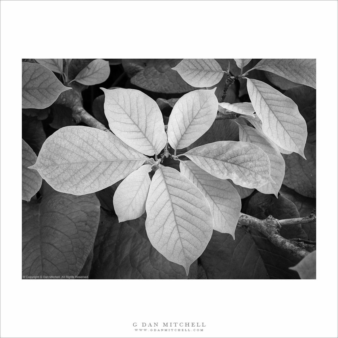Spring Leaves